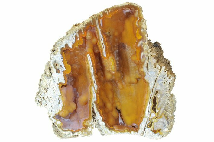 Agatized Fossil Coral Geode - Florida #188137